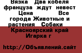  Вязка ! Два кобеля француза ,ждут  невест.. › Цена ­ 11 000 - Все города Животные и растения » Собаки   . Красноярский край,Игарка г.